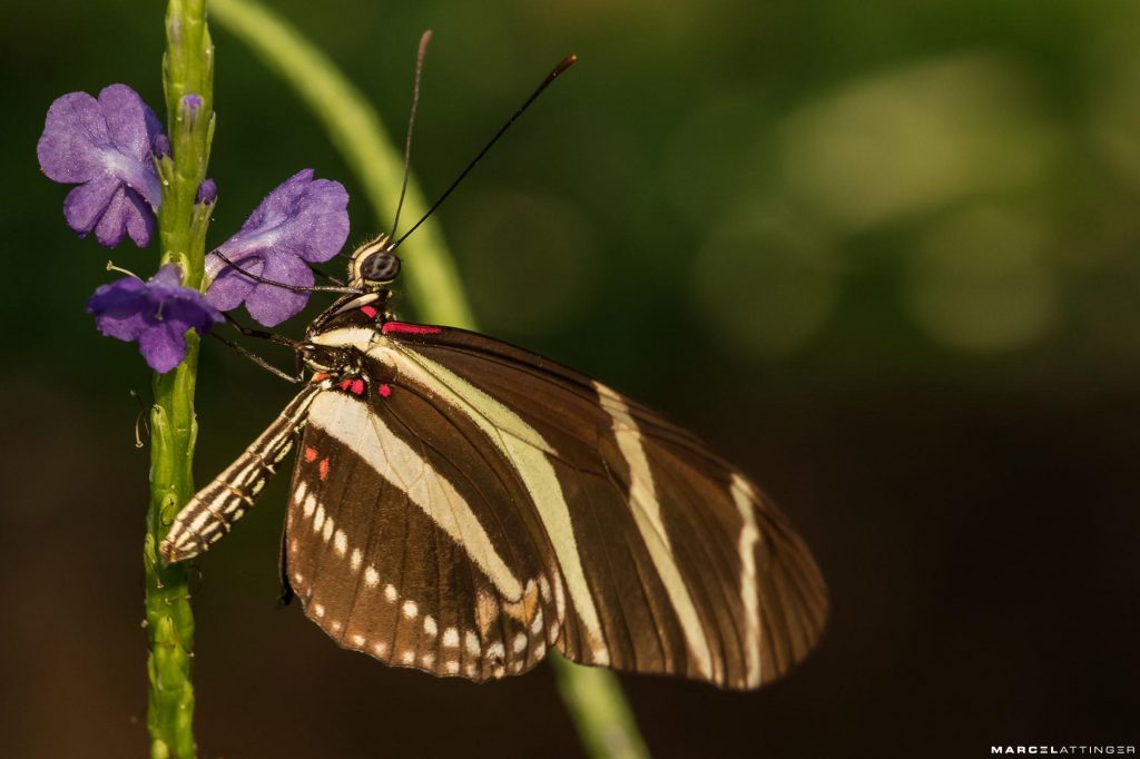 Bruine vlinder op paarse bloem