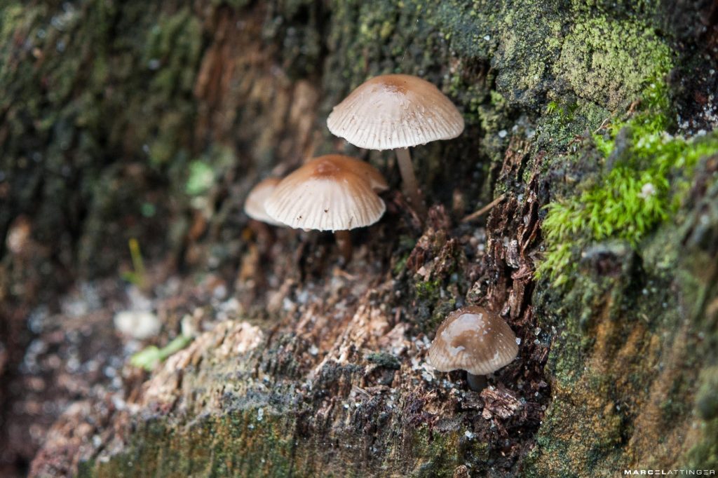 Drie paddenstoelen in focus met waterdruppels