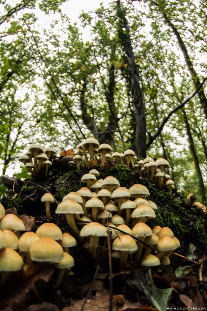 Groep paddenstoelen genomen met een fisheye lens