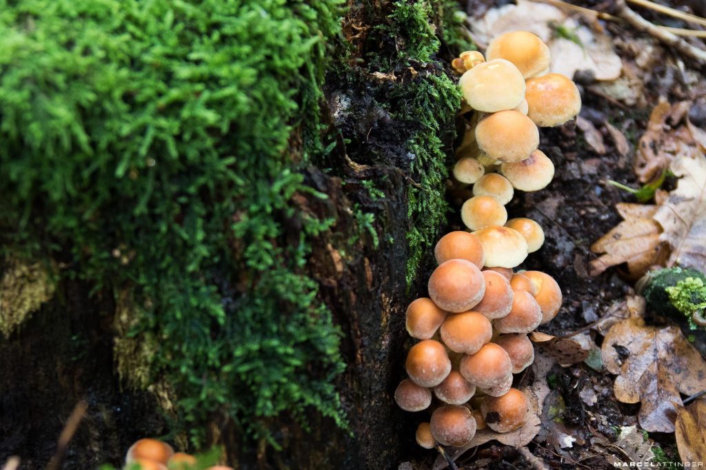 Groepje paddenstoelen met groen mos