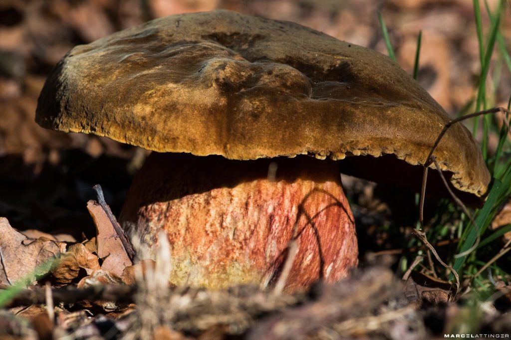 Grote knol paddenstoel