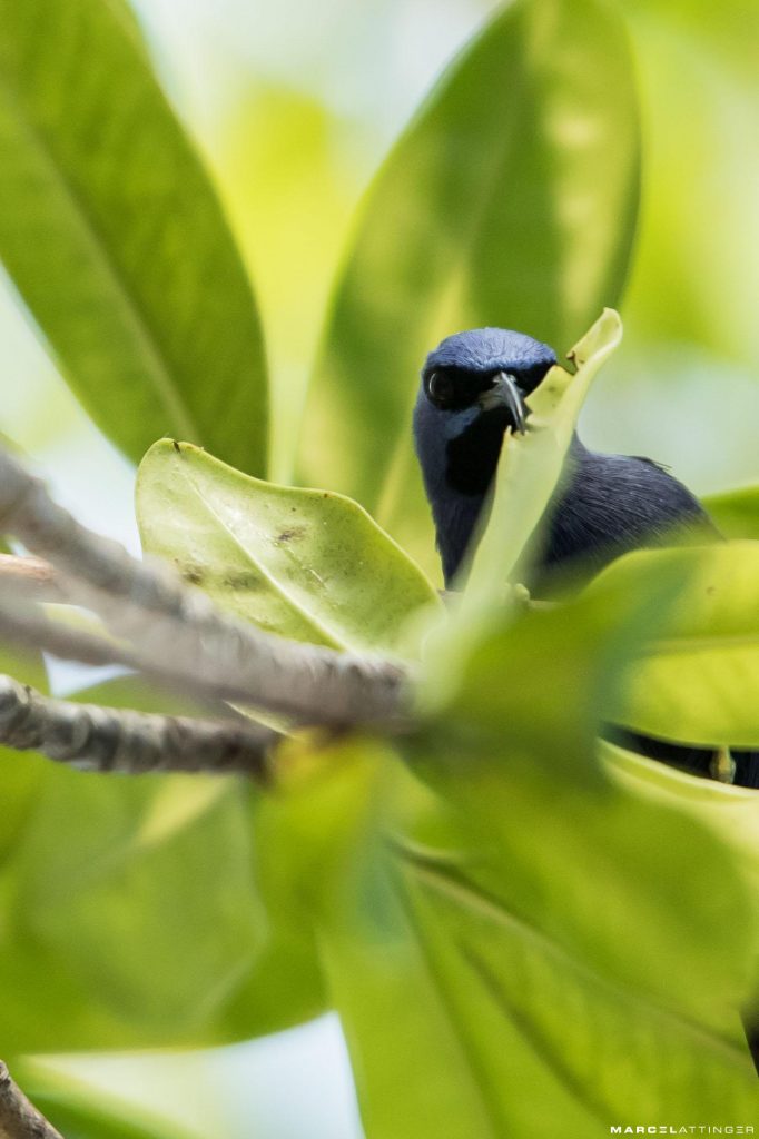 Kolibri in Burgers' Zoo Mangrove