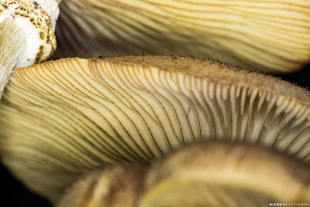 Onderkant van een groep paddenstoelen