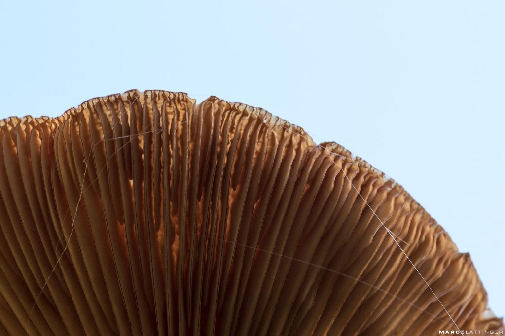 Onderkant van een paddenstoel tegen blauwe lucht