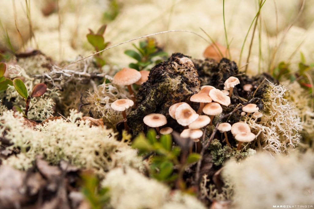Groep paddenstoelen tussen rendiermos in Noorwegen