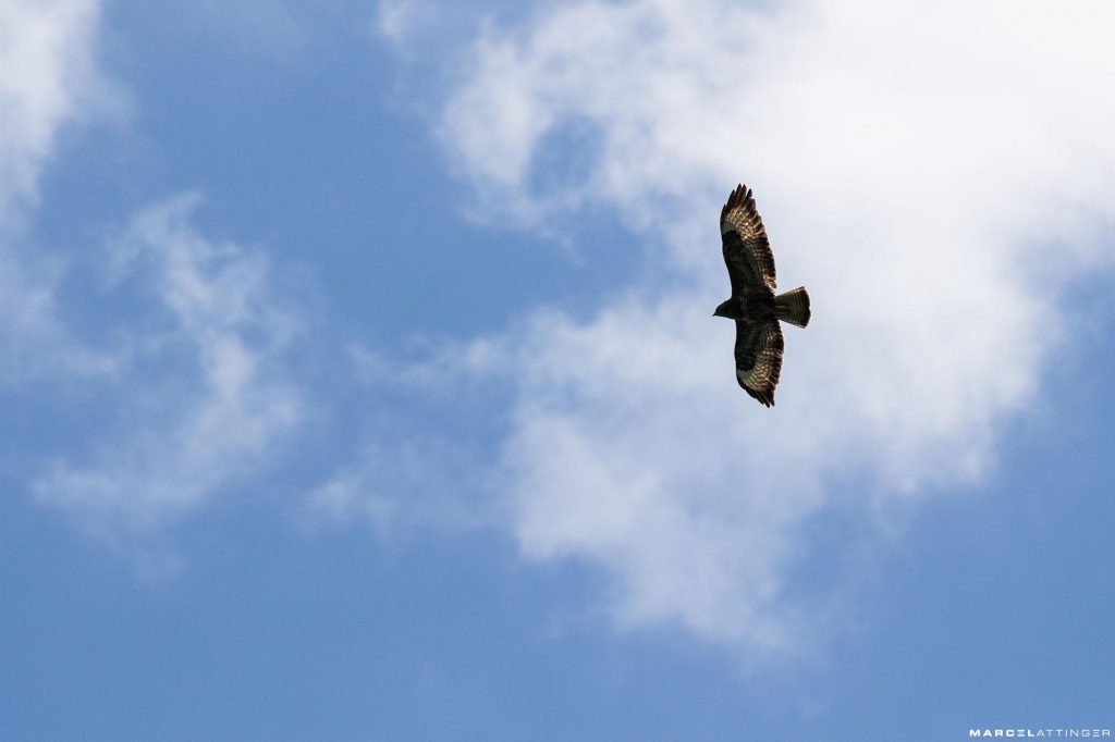 Roofvogel in vlucht tegen blauwe lucht met enkele wolken
