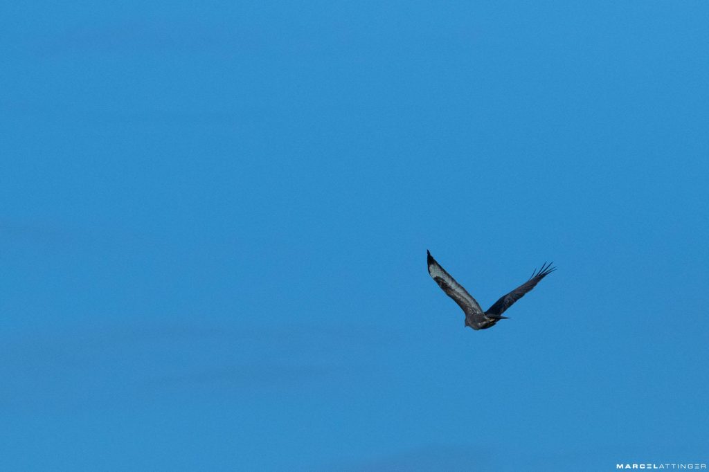 Roofvogel tegen strakblauwe lucht